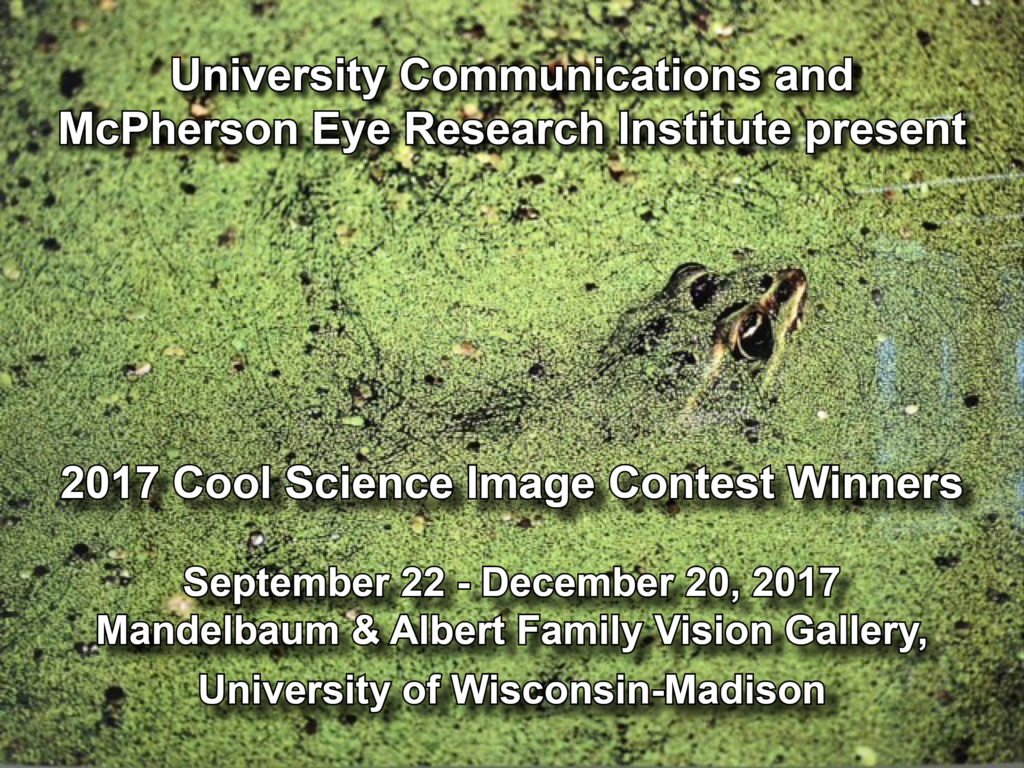 Picture of Frog from 2017 Cool Science Image Contest