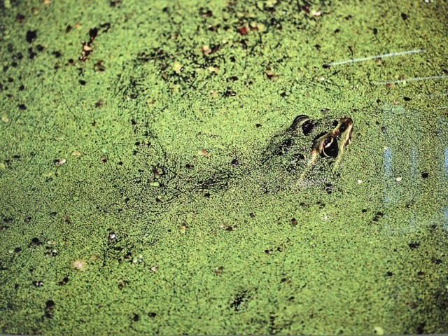 Frog photo by Joseph McDonald