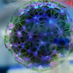 stem cell