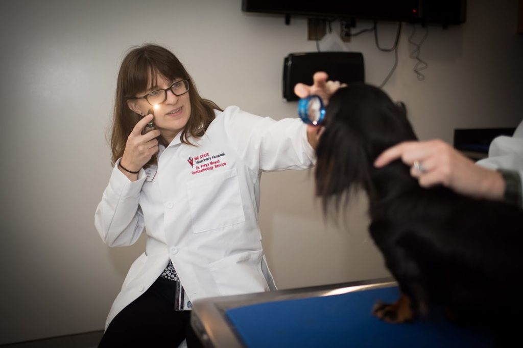 Dr. Mowat with a Vet Med patient