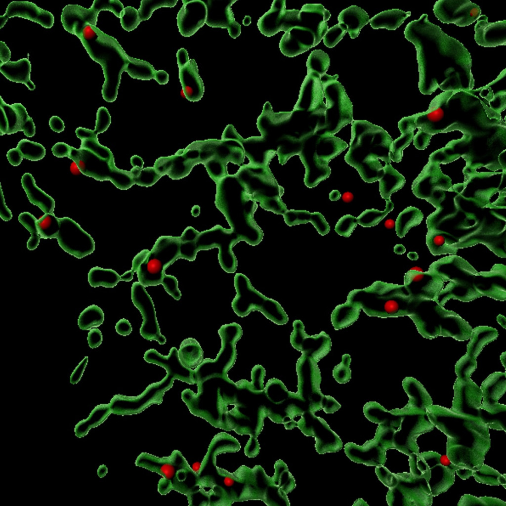 Sites (red) in a mammalian cell where COPII facilitates the packaging of various proteins.