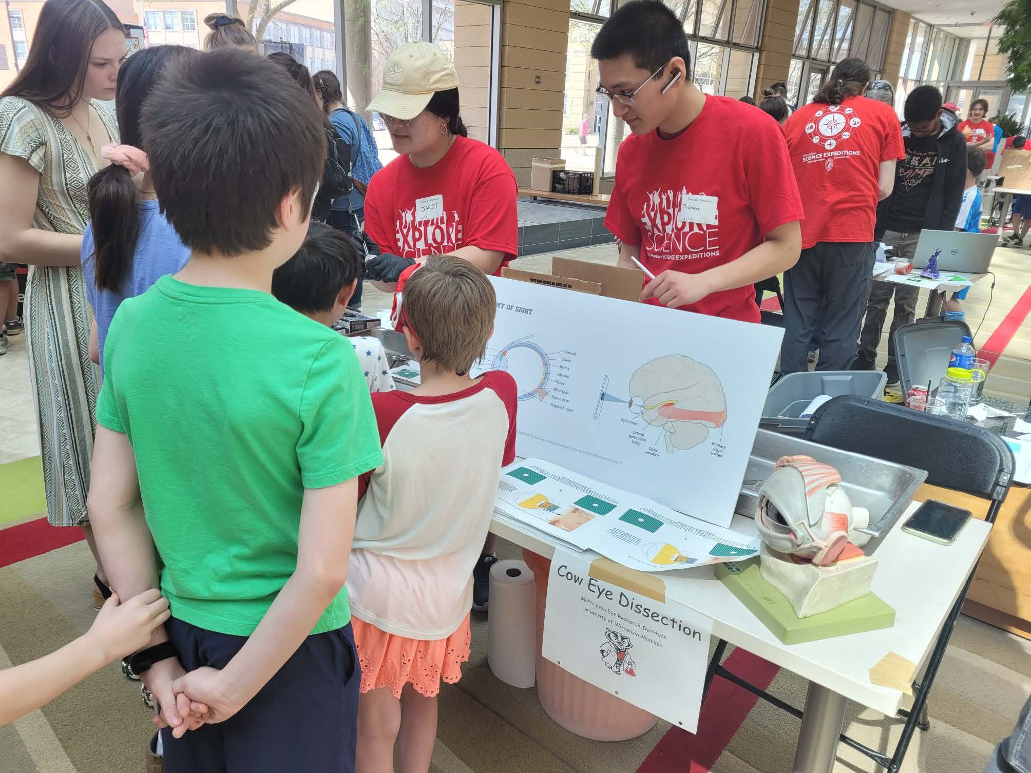 Volunteers showing cow eyes to an audience of children during Science Expeditions weekend.