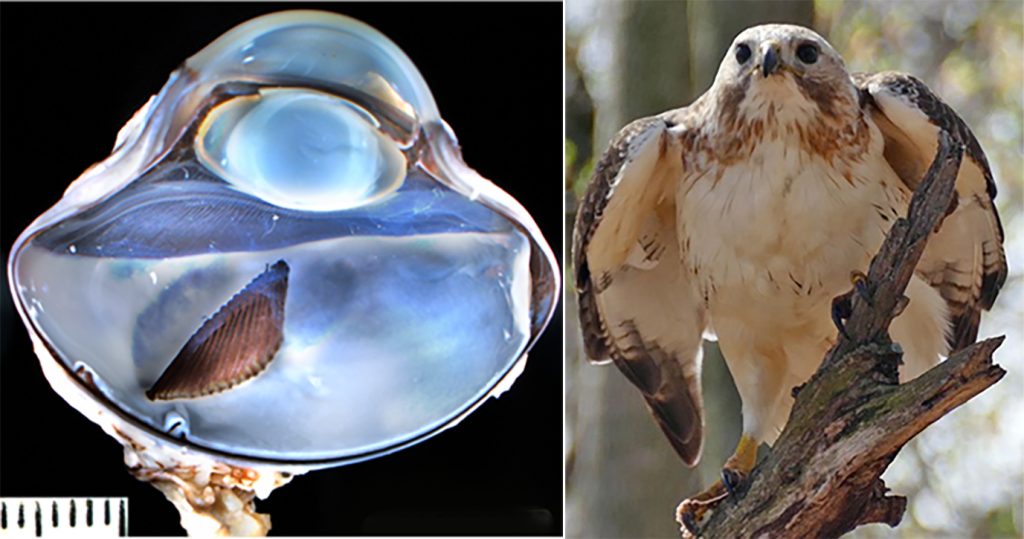 An anatomical look at an eye of a red-tailed hawk.