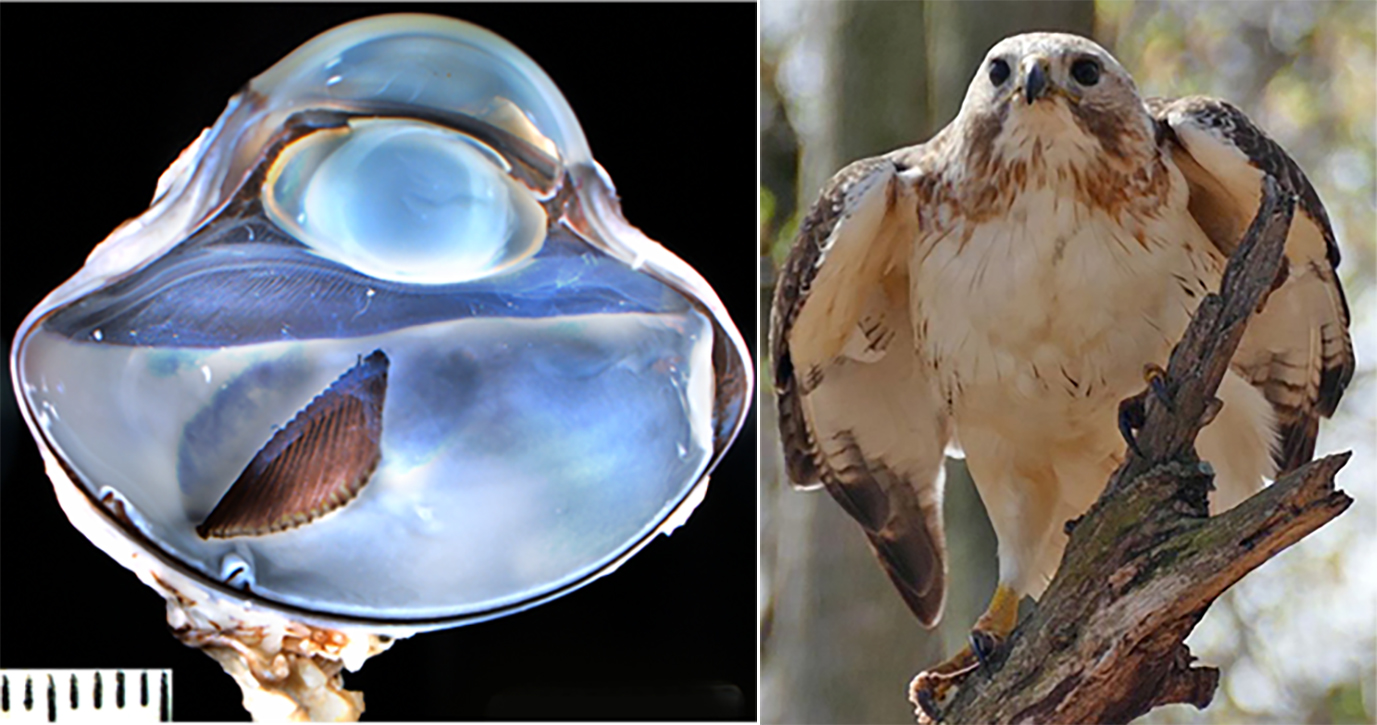 An anatomical look at an eye of a red-tailed hawk.