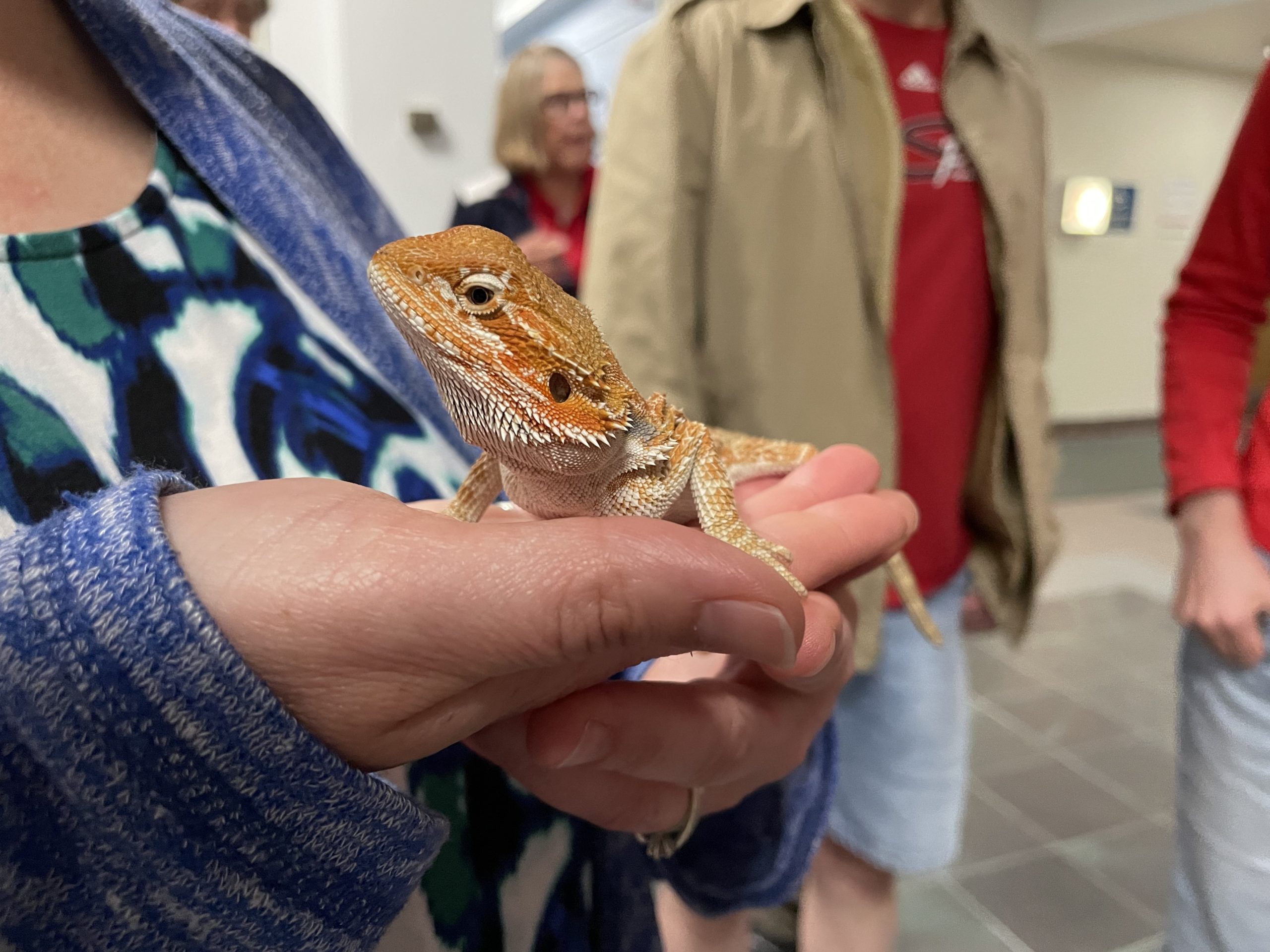 a bearded dragon at an outreach event