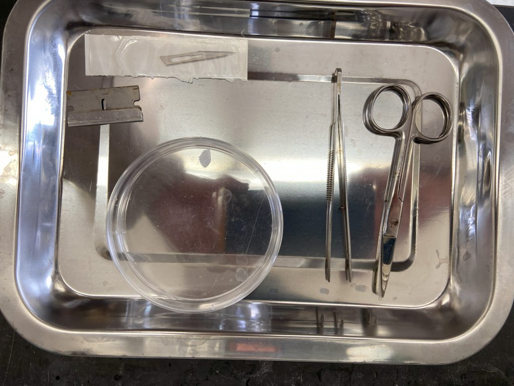 Dissection kit tray, scissors, clamps, petri dish and two blades.