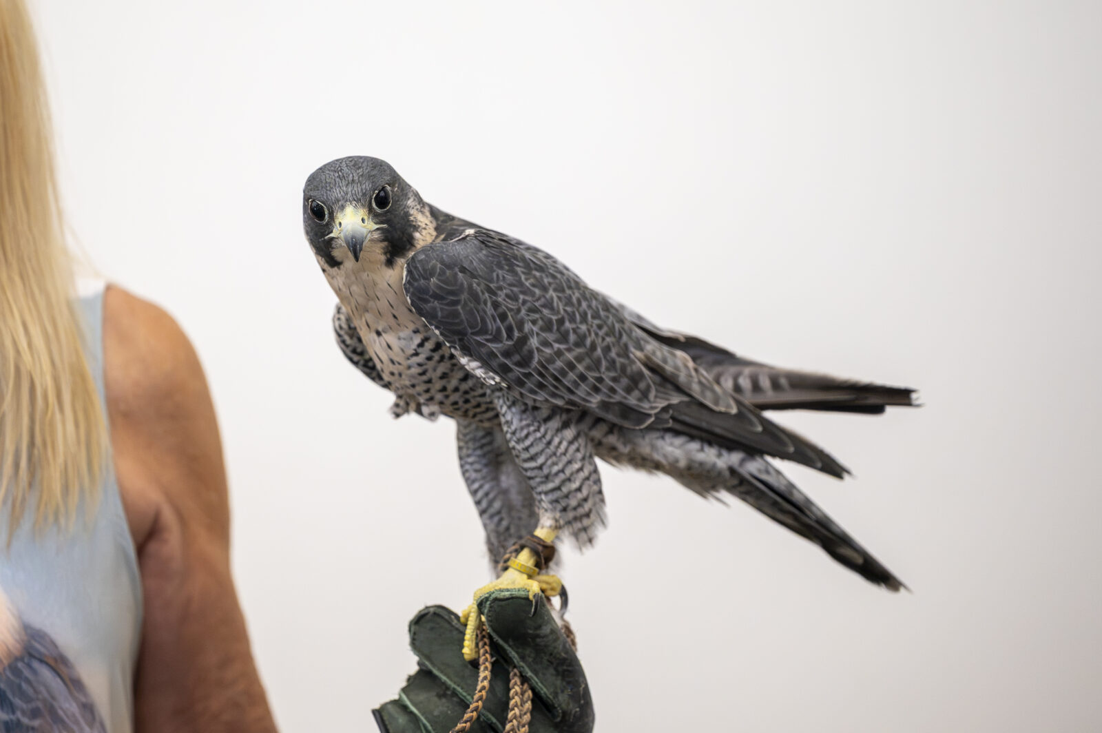 A peregrine falcon stares at the camera during the McPherson Eye Research Institute’s Vision at the Arboretum event at the University of Wisconsin–Madison Arboretum on Aug. 8, 2026. The event was a family-friendly education event, educating people of all ages on bird vision, care, and daily life. (Photo by Jake Piper / UW–Madison)